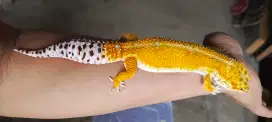 Gecko giant SHTCT het lf