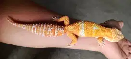 Gecko giant male