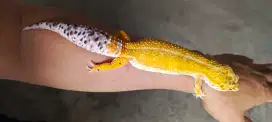 Gecko giant male