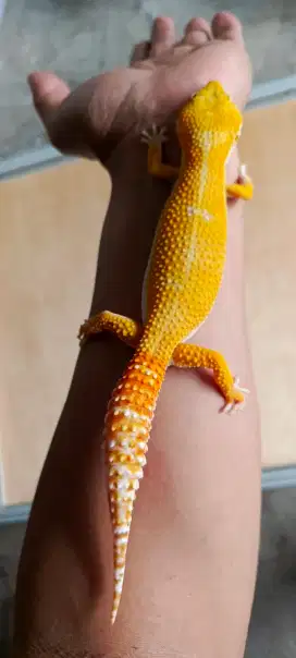 Gecko giant male