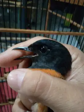 Murai betina siapan blorok