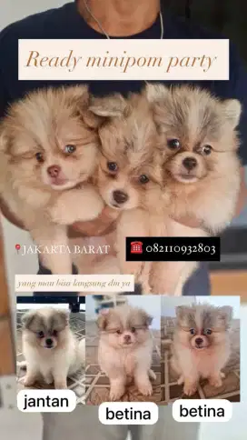 Minipom party colour