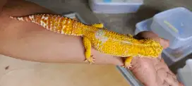 Gecko giant Male