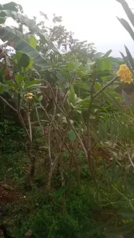 Terima jasa bikin taman