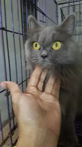 ( DARAH BRITISH LONG HAIR ) BETINA CALON INDUKAN