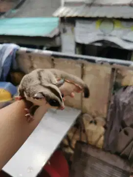 Sugar glider umur 4 bulan jantan