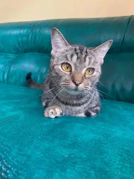 Kucing Munchkin Betina Jantan