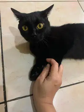 Kucing Munchkin Jantan