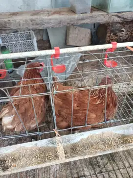 Ayam petelur usia 6 bulan