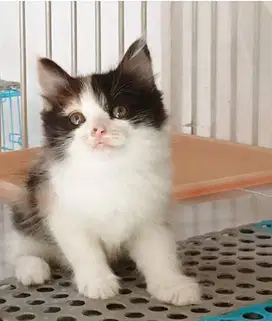 Kitten Persmid Lucu