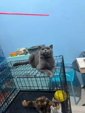 kucing british shorthair jantan line ped 100% pure