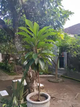 Jual bibit tanaman pohon MAMEY SAPOTE