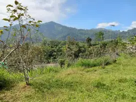 Tanah di jual .tanaman pohon apel siap petik.kontur tanah datar
