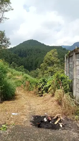 Kebun durian plus pohon kopi di jual akses mobil masuk sampai lokasi