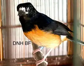 Murai Batu Betina Blorok