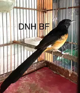 Murai Batu Betina Blorok