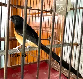 Murai Batu Betina Blorok