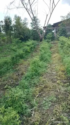dijual tanah pertanian / perladangan / perkebunan
