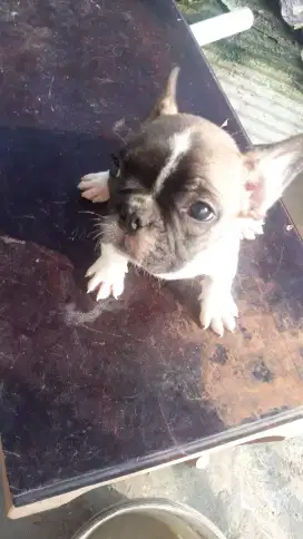 Frenchbulldog puppy