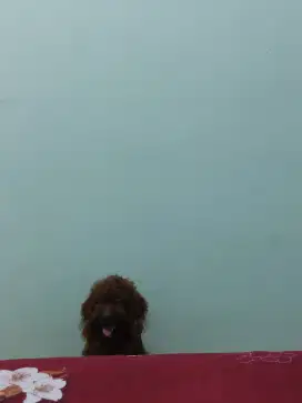 JUAL Poodle Jantan