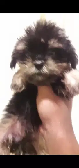 Poodle phantom dan black