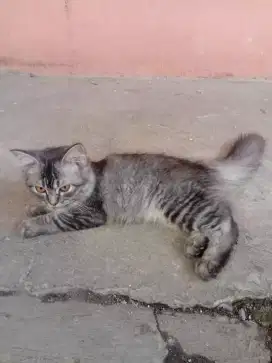 Di jual ajh kali ada yang minat