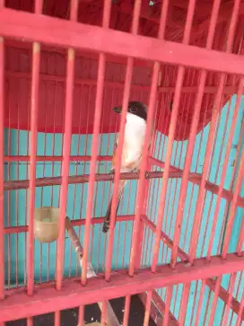 Jual pentet jatim blangkon fulset