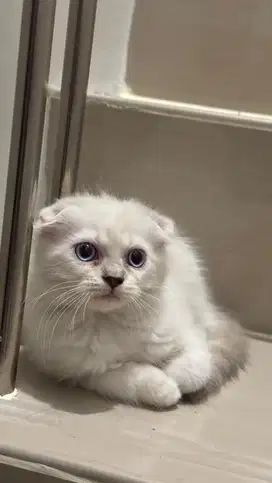 Scottish Fold Bicolor Silver