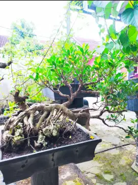 Di jual bonsai kimeng
