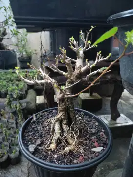 Di jual bonsai waru