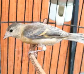 Redsiskin double dilut