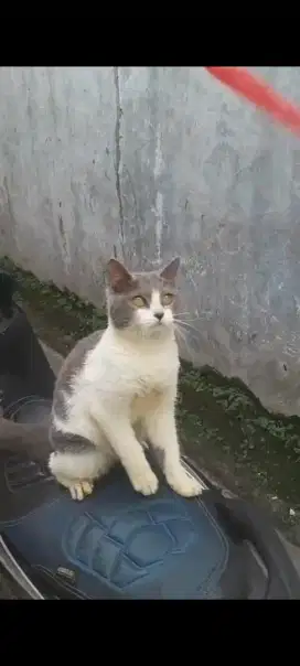 Adopsi Kucing BSH
