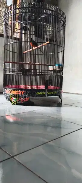 Di jual murai jantan