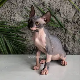 Sphynx Jantan Male Kitten Sphinx Hitam Putih Bicolor Kucing