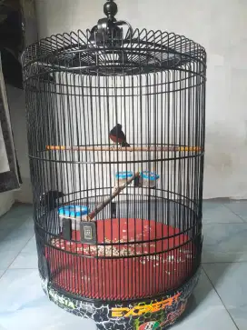 Jual burung murai balak 4 fullset gacor