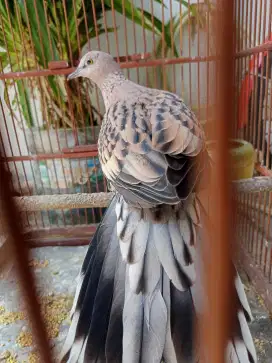 Leoprad Kuk 3 ( Kuk Kuk Kuk )