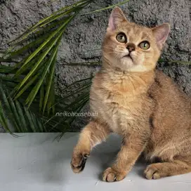 BSH British Shorthair Golden Ny Male Jantan Kitten PURE Non PED