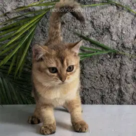 BSH British Shorthair Golden Ny Female Betina Kitten PURE Non PED