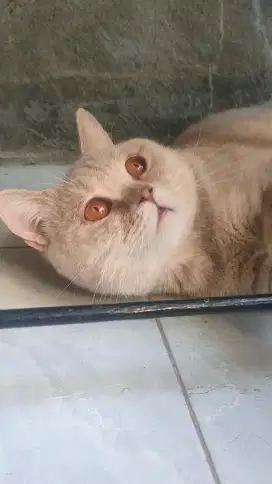 British Shorthair BSH