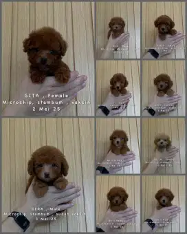 Toy poodle lucu