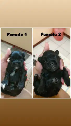Puppy Shihtzu x Maltizhu