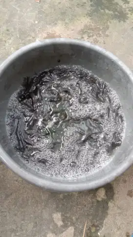 Bibit ikan lele Sangkuriang