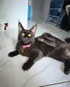 Mainecoon 5 bulan betina
