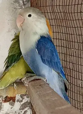 Lovebird Violet pekat poll