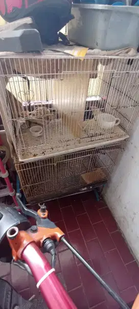 Borongan 3 kandang love bird / sg