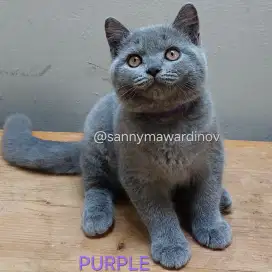 Kucing BSH British Short Hair