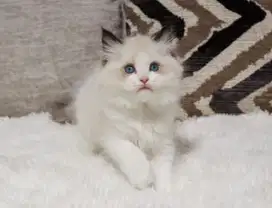 Kitten Ragdoll pure ( breed )