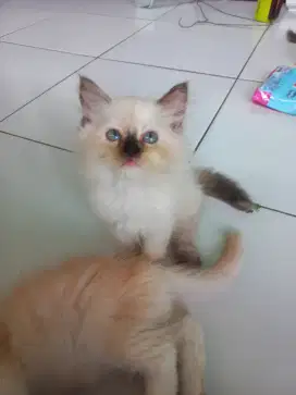 Kitten Ragdoll & Persia Medium