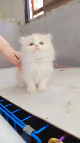 Lepas adopt kitten persian flatnose