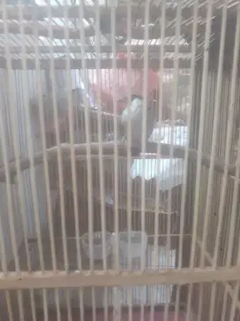 Jual burung kutilang kapas dari anakan ada ring